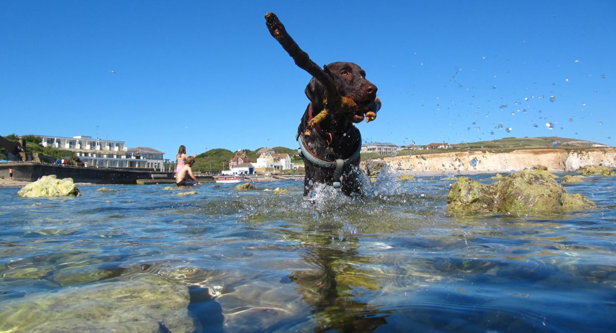 Dog in the sea, Isle of Wight
